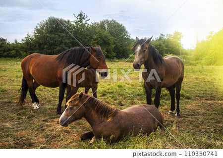 different colorful horses of different breeds run together on a green field 110380741