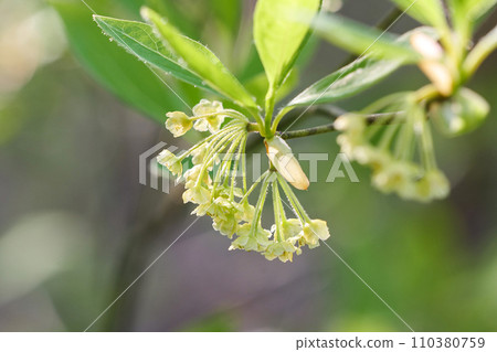 Fragrant black letter flower. Black letter used on high-quality toothpicks. Fragrant black letter flower. Black letter used on high-quality toothpicks. 110380759