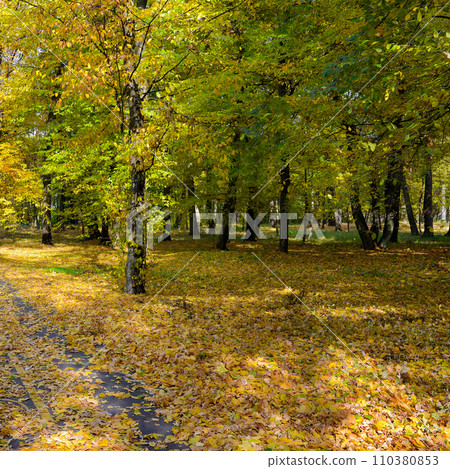 Beautiful landscape from autumn park 110380853