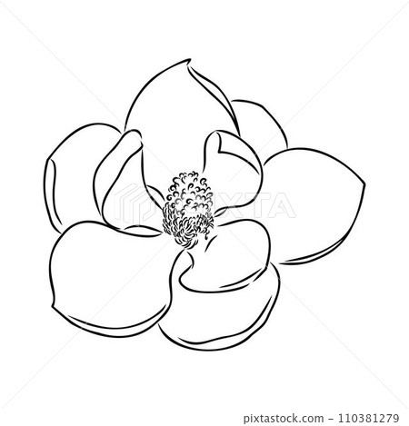 Magnolia flower Hand drawing and sketch,line art on white backgrounds hand drawn Magnolia flower Hand drawing and sketch,line art on white backgrounds hand drawn 110381279