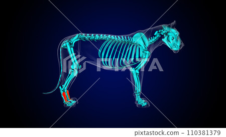 Extensor digitorum brevis muscle lion muscle anatomy for medical concept 3D rendering Extensor digitorum brevis muscle lion muscle anatomy for medical concept 3D rendering 110381379