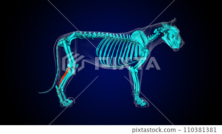 Extensor digitorum lateralis leg muscle lion muscle anatomy for medical concept 3D rendering Extensor digitorum lateralis leg muscle lion muscle anatomy for medical concept 3D rendering 110381381