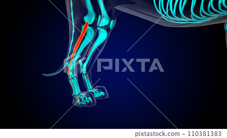 Extensor digitorum lateralis leg muscle lion muscle anatomy for medical concept 3D rendering Extensor digitorum lateralis leg muscle lion muscle anatomy for medical concept 3D rendering 110381383