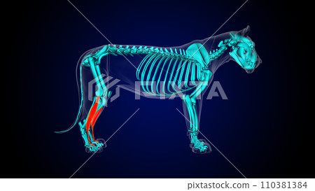 Extensor digitorum longus muscle lion muscle anatomy for medical concept 3D rendering Extensor digitorum longus muscle lion muscle anatomy for medical concept 3D rendering 110381384