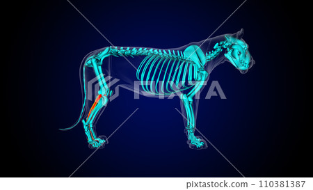 Flexor digitorum longus muscle lion muscle anatomy for medical concept 3D rendering 110381387