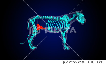 Fold at thigh muscle lion muscle anatomy for medical concept 3D rendering Fold at thigh muscle lion muscle anatomy for medical concept 3D rendering 110381393