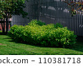 green deciduous bushes surrounded by green grass and trees and a decorative fence made of boards, sunny spring. 110381718