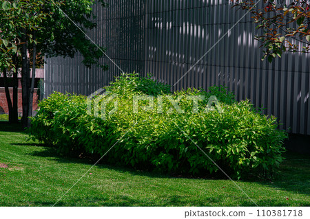 green deciduous bushes surrounded by green grass and trees and a decorative fence made of boards, sunny spring. green deciduous bushes surrounded by green grass and trees and a decorative fence made of boards, sunny spring. 110381718