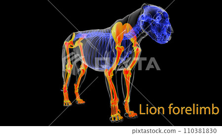 Lion skeleton forelegs anatomy for medical concept 3D rendering 110381830