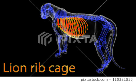 Lion rib cage skeleton anatomy for medical concept 3D rendering 110381833
