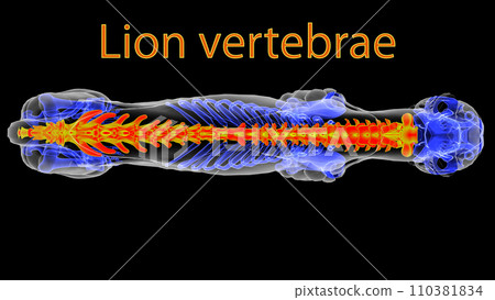 Lion skeleton vertebrae anatomy for medical concept 3D rendering Lion skeleton vertebrae anatomy for medical concept 3D rendering 110381834