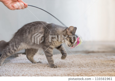 Curious young cat playing indoor with his owner at home Curious young cat playing indoor with his owner at home 110381961