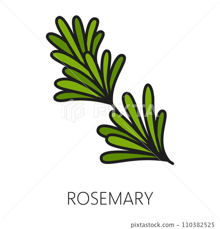 Green rosemary spicy herb isolated color outline icon. Vector rosemary fragrant flowering plant, spicy aromatic herb. Spicy seasoning condiment 110382525