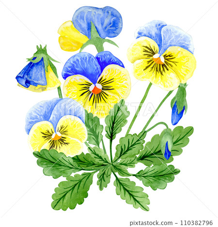 Isolated object-90. Pansy flowers, blue and yellow colors, isolated on white background. Isolated object-90. Pansy flowers, blue and yellow colors, isolated on white background. 110382796