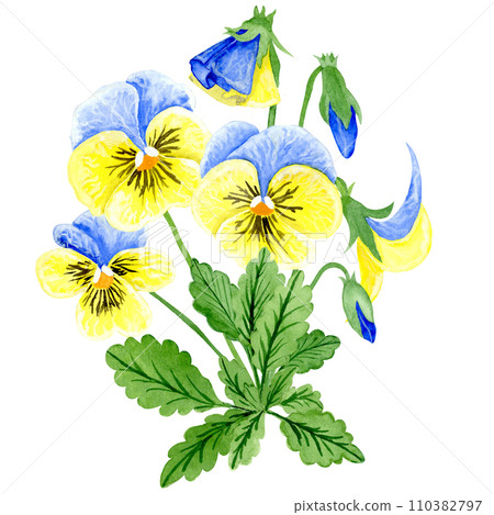 Isolated object-89. Pansy flowers, blue and yellow colors, isolated on white background. Isolated object-89. Pansy flowers, blue and yellow colors, isolated on white background. 110382797