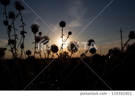 beautiful sunset on the sea against a background of dried flowers 110382801