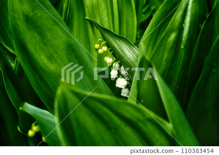 A lily of the valley plant with white flowers and green leaves is depicted in a garden setting. A lily of the valley plant with white flowers and green leaves is depicted in a garden setting. 110383454