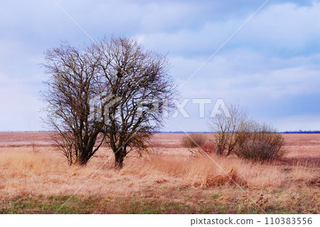 A lone, bare tree is surrounded by dry grass under a cloudy sky. 110383556