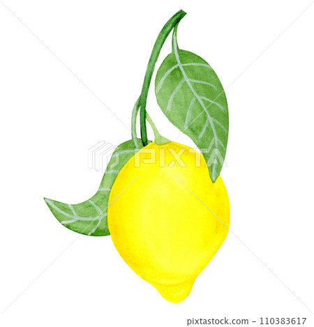 Isolated object-79. Lemon fruit with leaves, isolated on white background. 110383617