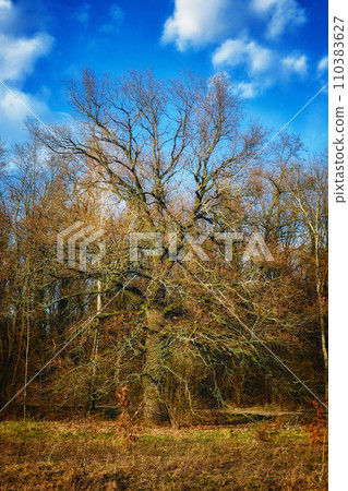 The image shows a bare tree with intricate branches, surrounded by other trees and a clear sky. 110383627