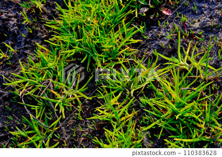 Bright green grass contrasts with the dark earth. 110383628