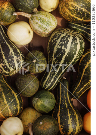 Variety of gourds, different shapes, patterns flat lay. 110383666