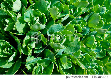 The image shows a close-up of vibrant green succulent plants with thick, fleshy leaves under bright light. Young shoots of orpine (Sedum telephium). Beautiful green plants. Nature background. 110383685