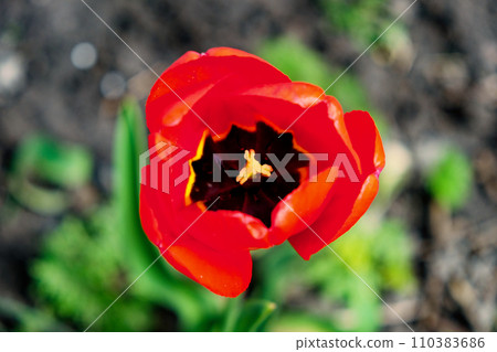A bright red tulip with a dark center blooms against a green and brown background. A bright red tulip with a dark center blooms against a green and brown background. 110383686