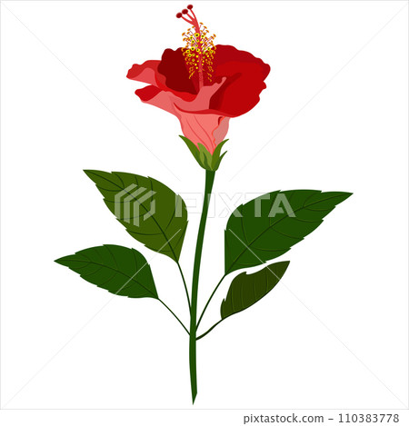 Isolated object-64. Hibiscus -1, flower isolated on white background. 110383778
