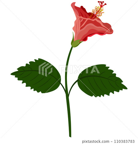 Isolated object-68. Hibiscus -5, flower isolated on white background. 110383783