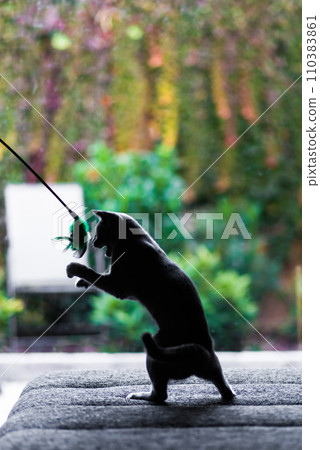 British playful cat on table outdoors. Gaze, home pet, healthy lifestyle concept. 110383861