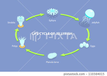 3D Isometric Flat Vector Illustration of Life Cycle Of Jellyfish 110384015
