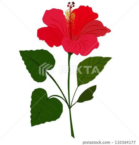 Isolated object-66. Hibiscus -3, flower isolated on white background. 110384177