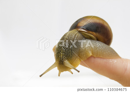 Close-up grape snail on female finger, pet - biology, food Close-up grape snail on female finger, pet - biology, food 110384675