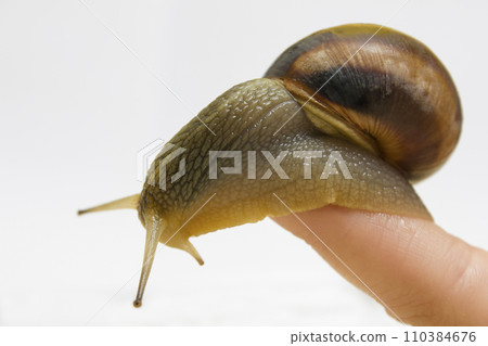 Close-up grape snail on female finger, pet - biology, food 110384676