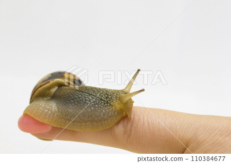 Close-up grape snail on female finger, pet - biology, food Close-up grape snail on female finger, pet - biology, food 110384677