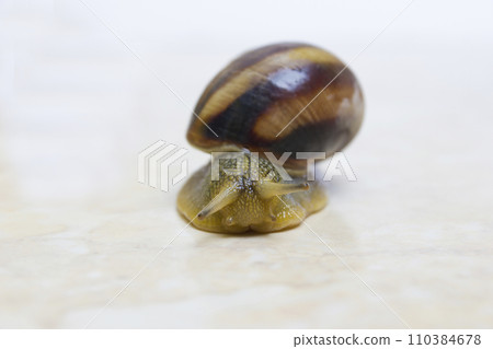 Grape snail close-up - studio shot, biology, wild life, male, food Grape snail close-up - studio shot, biology, wild life, male, food 110384678