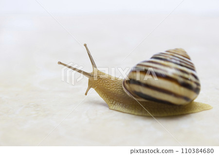 Snail close-up - studio shot, biology, wild life, male, food 110384680