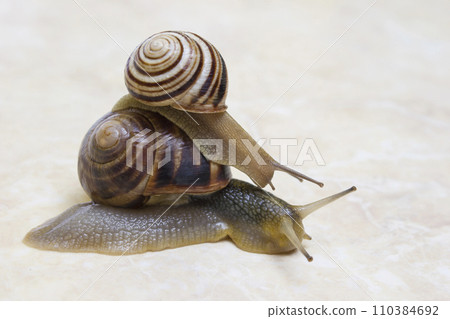 Two snail grape close-up - studio shot, biology, wild life 110384692