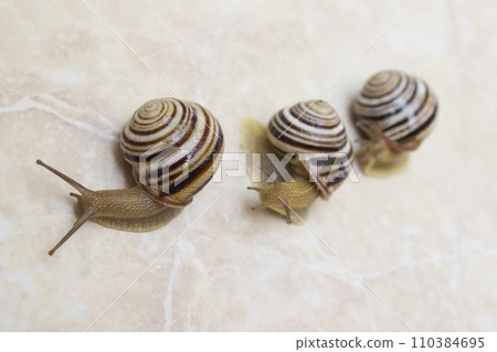 Three snail close-up - studio shot, biology, wild life, male, food Three snail close-up - studio shot, biology, wild life, male, food 110384695