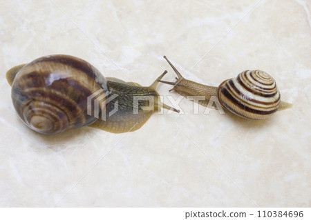 Two snail grape close-up - studio shot, biology, wild life Two snail grape close-up - studio shot, biology, wild life 110384696