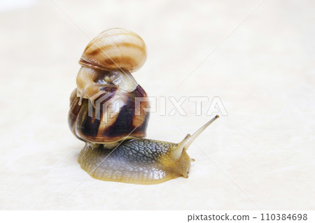 Two snail grape close-up - studio shot, biology, wild life Two snail grape close-up - studio shot, biology, wild life 110384698