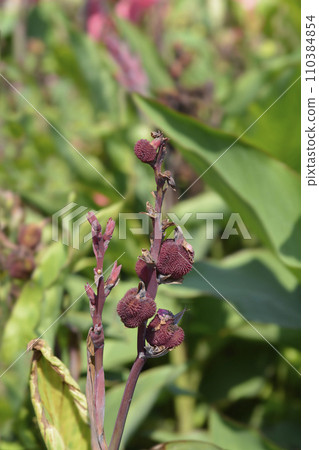Canna lily Tropical Rose 110384854