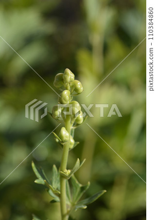 Variegated monkshood 110384860