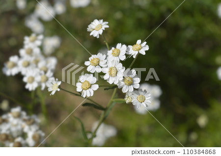 Sneezewort yarrow 110384868