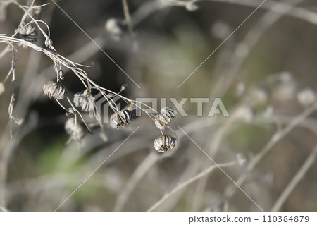 Perennial flax 110384879