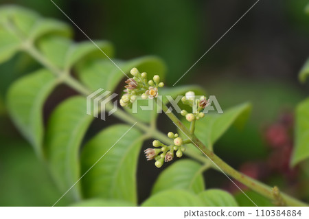 Ranibili Ranibili 110384884