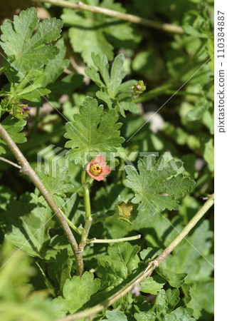 Carolina bristlemallow 110384887