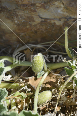 Squirting cucumber 110384888