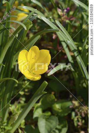 Winter daffodil Winter daffodil 110384889